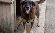 Cachorro-orelha-678x381