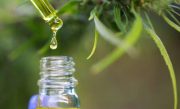 cannabis-medicinal-678x381
