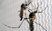 dengue-678x381
