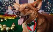 ensaio_natal_pet_vale-76-1024x613