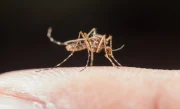 mosquito