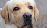 pet-adocao-sc-678x381